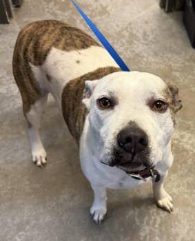 Pit Bull Terrier and Mixed Breed Dogs Available for Adoption - Dee O Gee | PetCurious