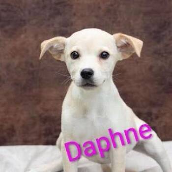 Daphne -  Mixed Breed Dog for Adoption in Knoxville, Tennessee - Daphne | PetCurious