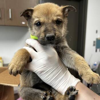 Shepherd and Mixed Breed Dogs Available for Adoption - Snickers | PetCurious
