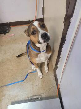 Rescue Boxer and Terrier Dogs for Adoption in New Braunfels, Texas - Ferngully | PetCurious