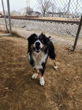 Carter -  Australian Shepherd Dog for Adoption in Evansville, Indiana - Carter | PetCurious