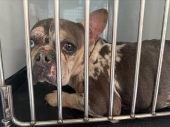 CHANEL -  French Bulldog Dog for Adoption in San Jose, California - CHANEL | PetCurious