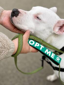 Pit Bull Terrier Dogs Available for Adoption in Princeton, Massachusetts - Wanda - LOCAL | PetCurious