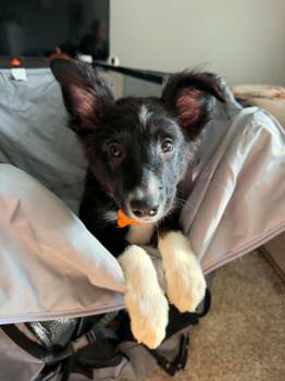 Bowie -  Australian Shepherd and Border Collie Dog for Adoption in Springville, New York - Bowie | PetCurious