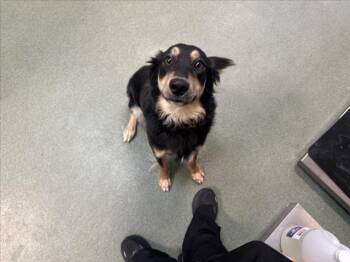 Mixed Breed Dogs Available for Adoption in Santa Fe, New Mexico - A174937 | PetCurious