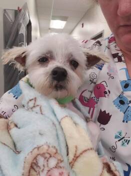 Rescue Maltese Dogs for Adoption in Warrenton, Missouri - Rascal | PetCurious