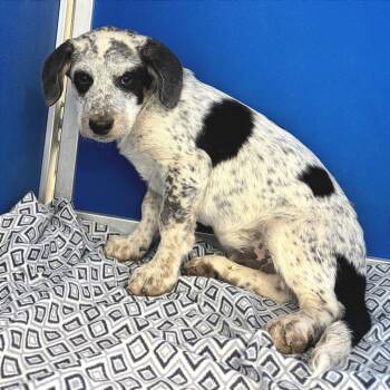 Mixed Breed Dogs Available for Adoption in Las Cruces, New Mexico - Lindor | PetCurious