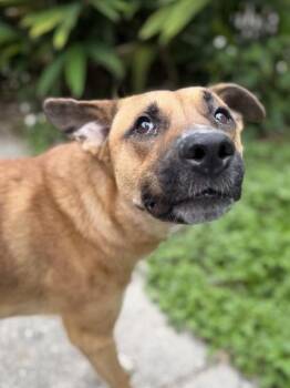 German Shepherd Dog and Mixed Breed Dogs Available for Adoption in New Orleans, Louisiana - Louie | PetCurious