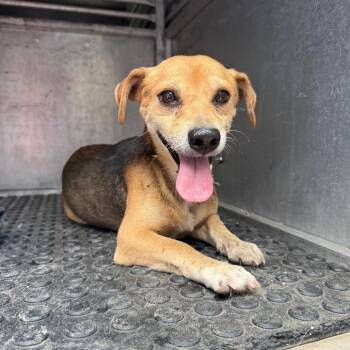 Fideo -  Terrier Dog for Adoption in Edinburg, Texas - Fideo | PetCurious
