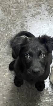 Mixed Breed Dogs Available for Adoption in Homewood, Illinois - Saul | PetCurious