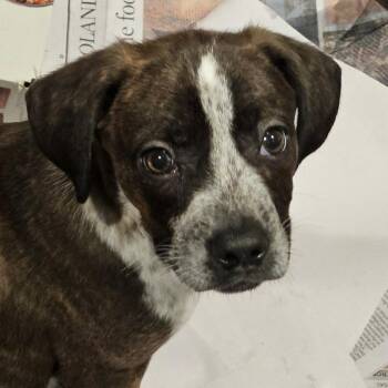 Boston Terrier and Cattle Dog Dogs Available for Adoption - Swiss  | PetCurious