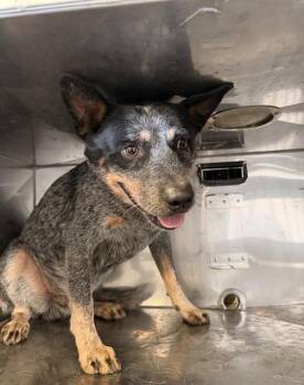 NOEL -  Mixed Breed Dog for Adoption in Dallas, Texas - NOEL | PetCurious