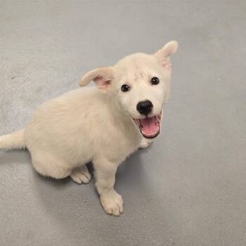 Yuji -  Great Pyrenees and Border Collie Dog for Adoption in Milan, Illinois - Yuji | PetCurious