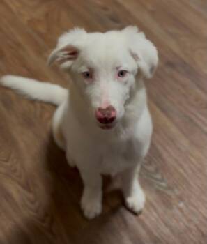 Zero -  Australian Shepherd Dog for Adoption in Coarsegold, California - Zero | PetCurious