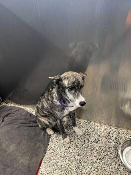 Hound Dogs Available for Adoption - Ladybug | PetCurious