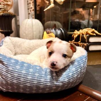 BANG BANG -  Chihuahua Dog for Adoption in Waterford, New Jersey - BANG BANG | PetCurious