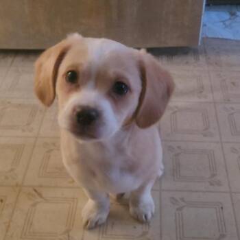 Chihuahua and Dachshund Dogs Available for Adoption - Jabba | PetCurious