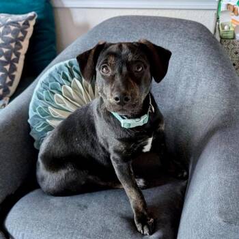 Catahoula Leopard Dog and Black Labrador Retriever Dogs Available for Adoption in Alvin, Texas - Zola | PetCurious