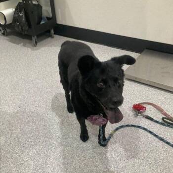 Ember -  Labrador Retriever and Mixed Breed Dog for Adoption in Lake Havasu City, Arizona - Ember | PetCurious