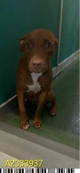 VALOR -  Mixed Breed Dog Available for Adoption in West Palm Beach, Florida - VALOR | PetCurious