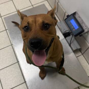 Mixed Breed Dogs Available for Adoption in Charleston, West Virginia - Oden | PetCurious