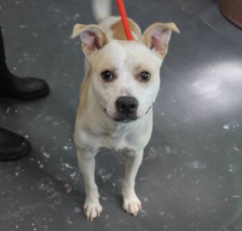 Rescue Terrier and Mixed Breed Dogs for Adoption in Picayune, Mississippi - Patches | PetCurious