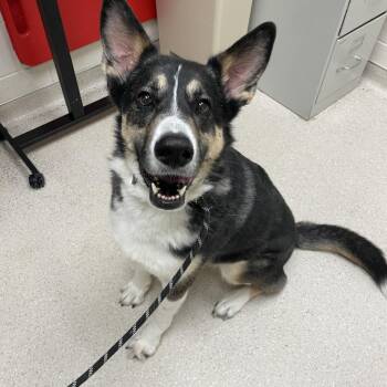 German Shepherd Dog and Husky Dogs Available for Adoption in Murray, Utah - Cleo | PetCurious