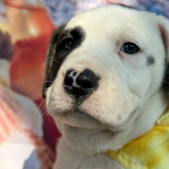 Skye -  Australian Cattle Dog Blue Heeler and Labrador Retriever Dog for Adoption in Aledo, Texas - Skye | PetCurious