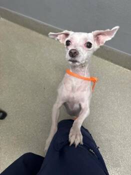 D.O.G. -  Maltese Dog for Adoption in Las Vegas, Nevada - D.O.G. | PetCurious