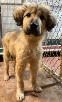 Golden Retriever Dogs Available for Adoption - Atlas | PetCurious