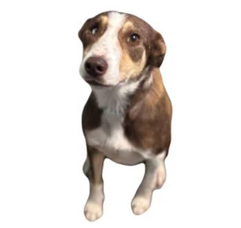 Petra -  Border Collie Dog for Adoption in Red Bluff, California - Petra | PetCurious