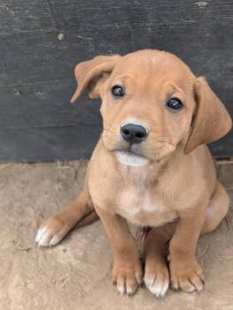 Rescue Golden Retriever Dogs for Adoption in Guernsey, Wyoming - Puppy 3 | PetCurious