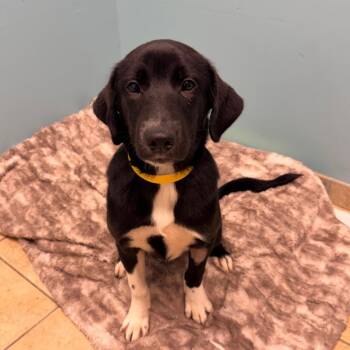 Norma -  Labrador Retriever Dog for Adoption in Columbus, Georgia - Norma | PetCurious