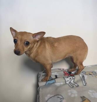 Onyx -  Chihuahua Dog for Adoption in Dallas, Georgia - Onyx | PetCurious