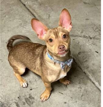 Phil -  Mixed Breed Dog Available for Adoption in Wilsall, Montana - Phil | PetCurious