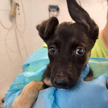 Rachel (from Friends) -  Shepherd and Labrador Retriever Dog for Adoption in Hattiesburg, Mississippi - Rachel (from Friends) | PetCurious