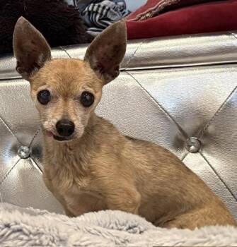 Taquito -  Chihuahua Dog for Adoption in Santa Rosa, California - Taquito | PetCurious