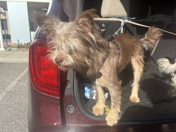 A1414375 -  Border Terrier Dog for Adoption in San Jose, California - A1414375 | PetCurious