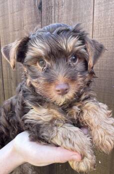 Rowdy -  Yorkshire Terrier Dog for Adoption in Forney, Texas - Rowdy | PetCurious