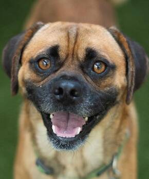 Dr. Hogly Wogly -  Pug and Chihuahua Dog for Adoption in Encinitas, California - Dr. Hogly Wogly | PetCurious