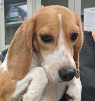 Beagle Dogs Available for Adoption in Hainesville, Illinois - Mayday | PetCurious