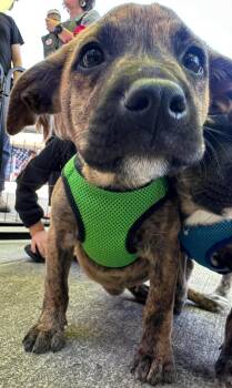 Jetmaine -  Mountain Cur Dog for Adoption in Germantown, Ohio - Jetmaine | PetCurious