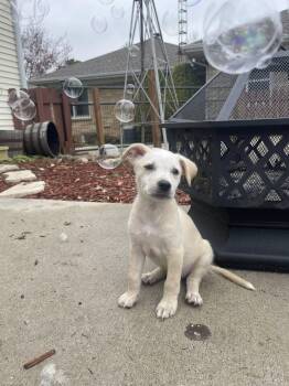 Australian Shepherd and Labrador Retriever Dogs Available for Adoption in Clinton, Wisconsin - Bailey | PetCurious