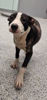 Pete -  Terrier Dog for Adoption in Athens, Tennessee - Pete | PetCurious