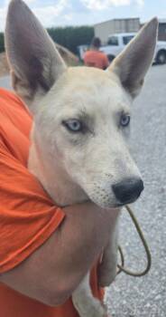 Stormy -  Mixed Breed Dog for Adoption in Greencastle, Indiana - Stormy | PetCurious