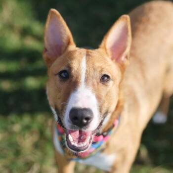 LEILA -  Bull Terrier Dog for Adoption in San Antonio, Texas - LEILA | PetCurious