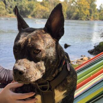 Rescue Pit Bull Terrier Dogs for Adoption in Columbia, South Carolina - Jam | PetCurious