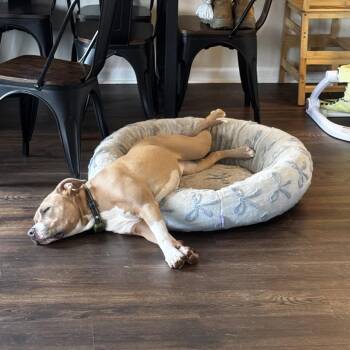 Cavadoodle -  Mixed Breed Dog for Adoption in Savannah, Georgia - Cavadoodle | PetCurious