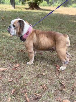 Griff -  English Bulldog Dog for Adoption in Nacogdoches, Texas - Griff | PetCurious