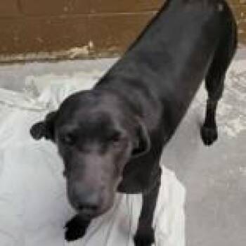 Rescue Labrador Retriever Dogs for Adoption in Portsmouth, Ohio - Meredith | PetCurious